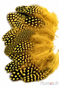 Faraona - 7-13 cm - giallo